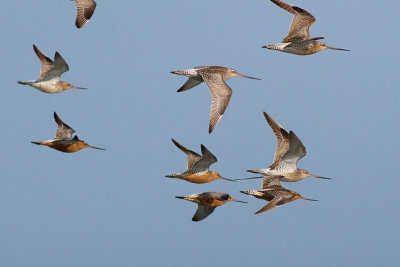 Bar-tailed Godwit - Myrspov