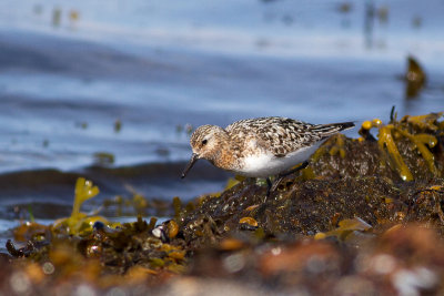 Sanderling - Sandlpare