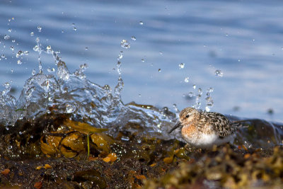Sanderling - Sandlpare