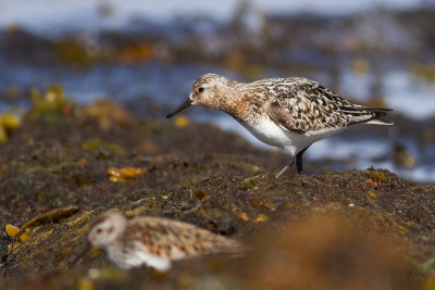 Sanderling - Sandlpare