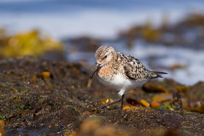 Sanderling - Sandlpare