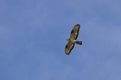 Honey Buzzard - Bivrk