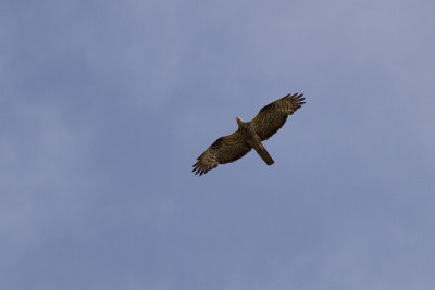 Honey Buzzard - Bivrk