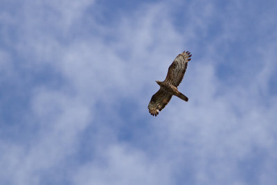 Honey Buzzard - Bivrk