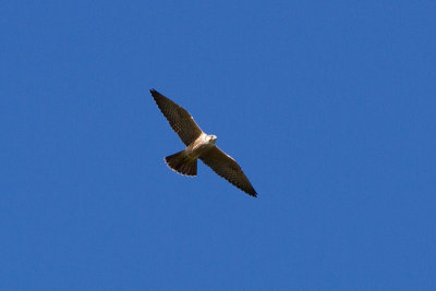 Peregrine Falcon - Pilgrimsfalk