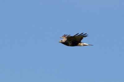 Rough-legged Buzzard - Fjllvrk