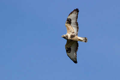 Rough-legged Buzzard - Fjllvrk