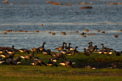 Brent Goose - Prutgs