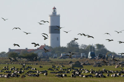 Barnacle Goose - Vitkindad gs