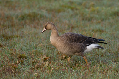 Greater White-fronted Goose - Blsgs