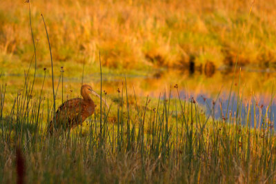 Glossy Ibis - Bronsibis