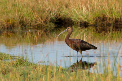 Glossy Ibis - Bronsibis