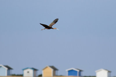 Glossy Ibis - Bronsibis