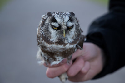 Tengmalms Owl - Prluggla
