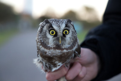 Tengmalm's Owl - Prluggla