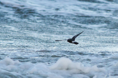 European Storm-petrel - Stormsvala