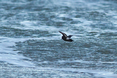 European Storm-petrel - Stormsvala