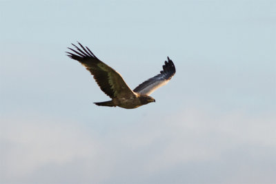 Steppe Eagle - Stpprn