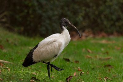 Sacred Ibis - Helig ibis