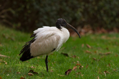Sacred Ibis - helig ibis