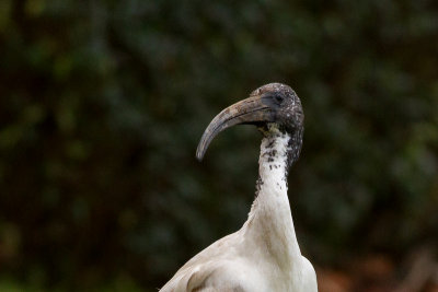 Sacred Ibis - Helig ibis