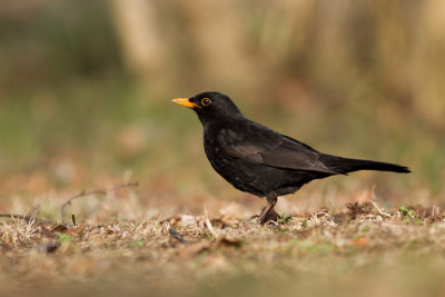 Common Blackbird - Koltrast