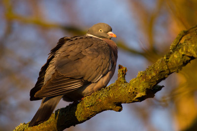 Common Wood Pigeon - Ringduva