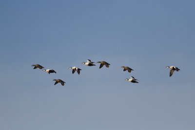 Common Eider - Ejder