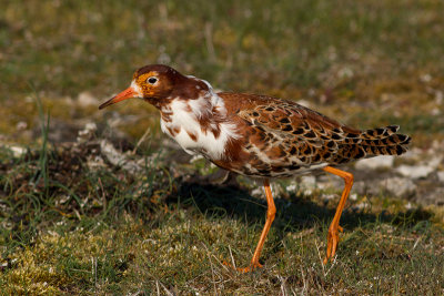 Ruff - brushane