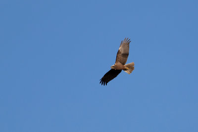 Western Marsh Harrier - brun krrhk
