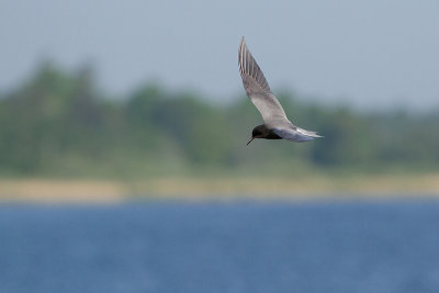 Black Tern - Svarttrna