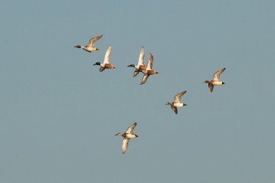 Northern Pintail, Northern Shoveler, European Wigeon, Gadwall - Stjrtand, skedand, blsand, snatterand