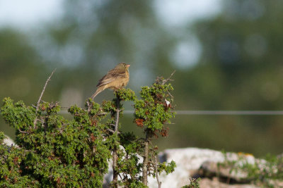 Ortolan Bunting - Ortolansparv