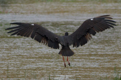 Black Stork - Svart stork