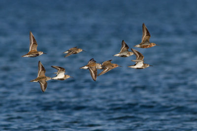 Curlew Sandpiper, Dunlin - Spovsnppa, krrsnppa