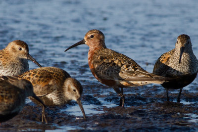 Curlew Sandpiper - Spovsnppa