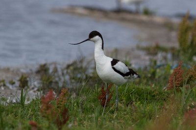 Pied Avocet - Skrflcka