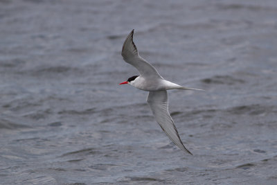 Arctic Tern - Silvertrna