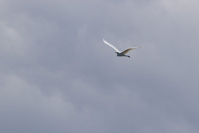 Great Egret - gretthger