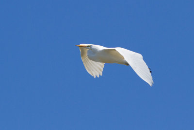 Great Egret - gretthger