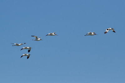 Pied Avocet - Skrflcka