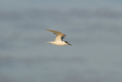 Sandwich Tern - Kentsk trna