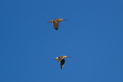 Great Snipe, Common Snipe - Dubbelbeckasin, enkelbeckasin