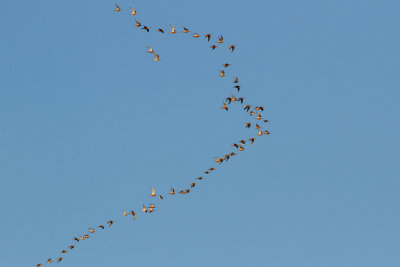 Bar-tailed Godwit, Red Knot - Myrspov, kustsnppa