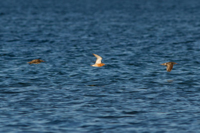Spotted Redshank - Svartsnäppa