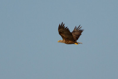 White-tailed Eagle - Havsrn