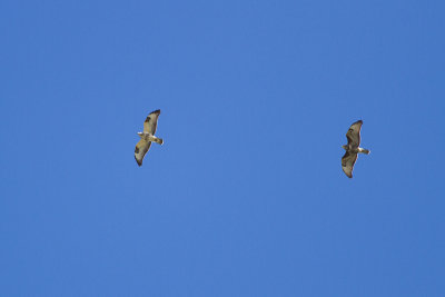 Common Buzzard - Ormvrk