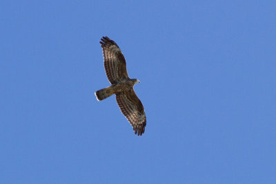 European Honey Buzzard - Bivrk