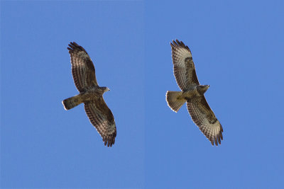 Honey Buzzard vs. Common Buzzard - bivrk vs. ormvrk