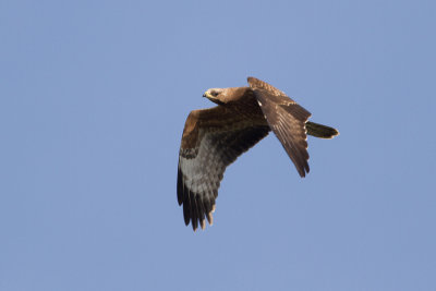 European Honey Buzzard - Bivrk